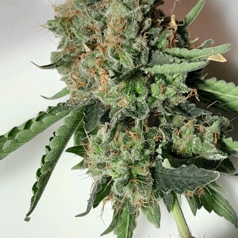 GG 1# growlog photo: Colheita Após 9 Semanas de Floração / Início da Secagem de 10 Dias.