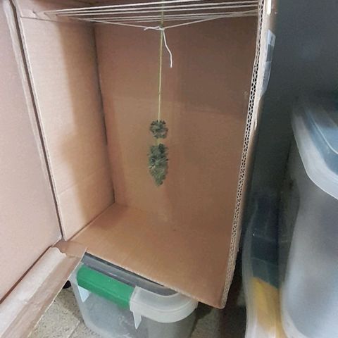 GG 1# growlog photo: Colheita Após 9 Semanas de Floração / Início da Secagem de 10 Dias.