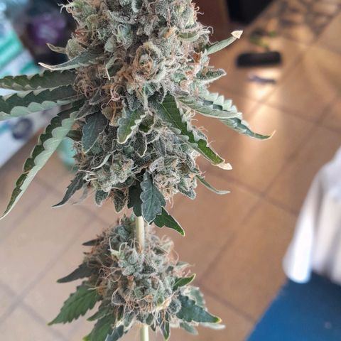 GG 1# growlog photo: Colheita Após 9 Semanas de Floração / Início da Secagem de 10 Dias.