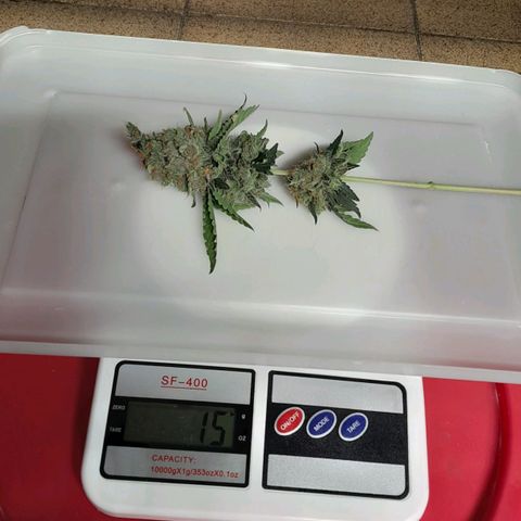 GG 1# growlog photo: Colheita Após 9 Semanas de Floração / Início da Secagem de 10 Dias.