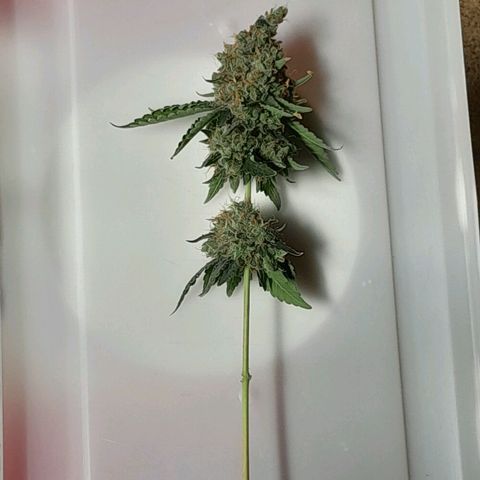 GG 1# growlog photo: Colheita Após 9 Semanas de Floração / Início da Secagem de 10 Dias.