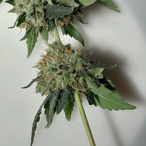 GG 1# growlog photo: Colheita Após 9 Semanas de Floração / Início da Secagem de 10 Dias.
