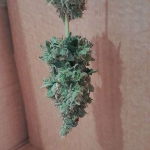 GG 1# growlog photo: Colheita Após 9 Semanas de Floração / Início da Secagem de 10 Dias.