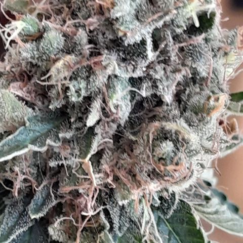 GG 1# growlog photo: Colheita Após 9 Semanas de Floração / Início da Secagem de 10 Dias.