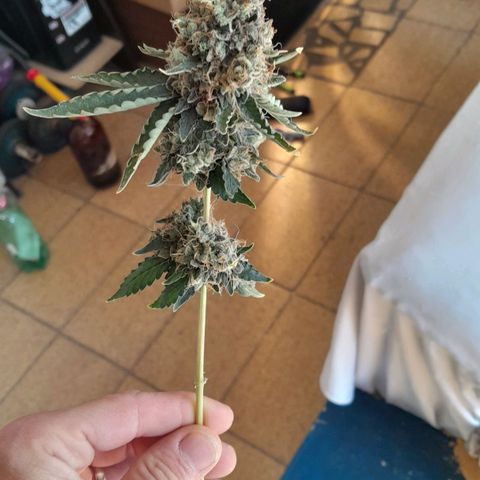 GG 1# growlog photo: Colheita Após 9 Semanas de Floração / Início da Secagem de 10 Dias.