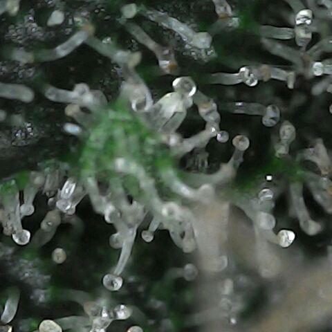 GG 1# growlog photo: Análise de Tricomas / início da secagem de 10 Dias. [Primeiro Dia]