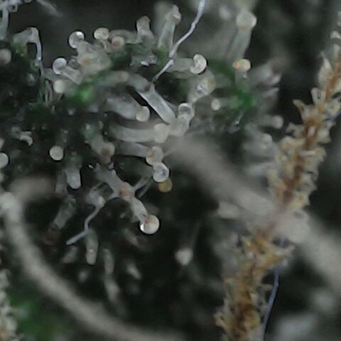 GG 1# growlog photo: Análise de Tricomas / início da secagem de 10 Dias. [Primeiro Dia]