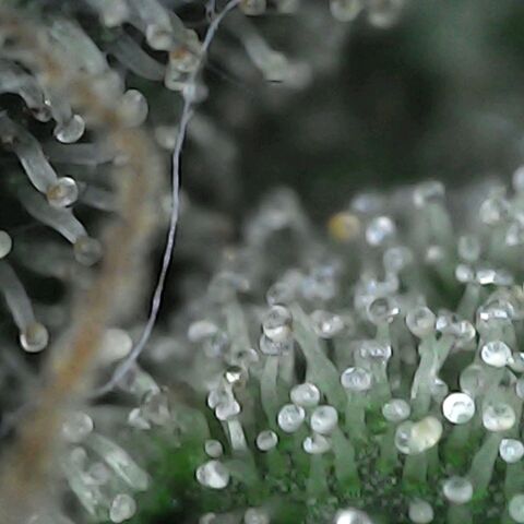 GG 1# growlog photo: Análise de Tricomas / início da secagem de 10 Dias. [Primeiro Dia]