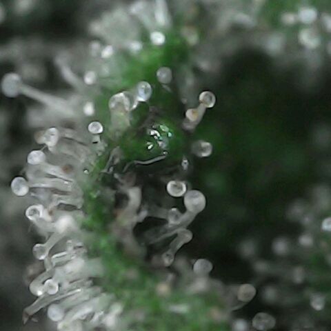 GG 1# growlog photo: Análise de Tricomas / início da secagem de 10 Dias. [Primeiro Dia]