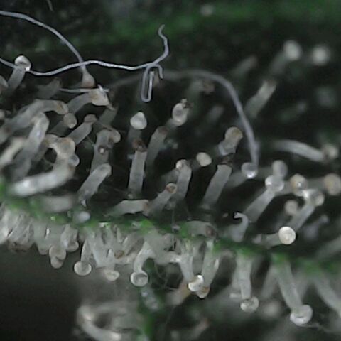 GG 1# growlog photo: Análise de Tricomas / início da secagem de 10 Dias. [Primeiro Dia]