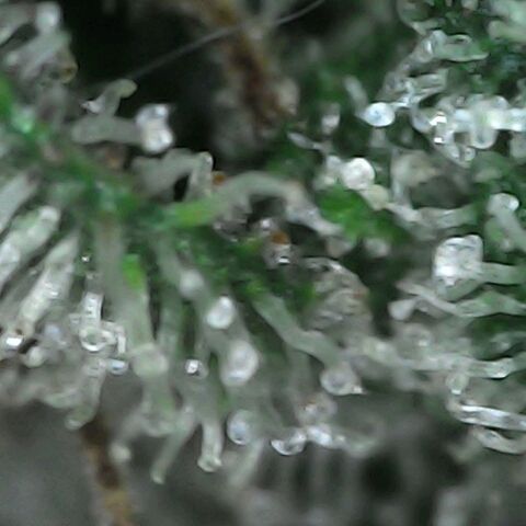 GG 1# growlog photo: Análise de Tricomas / início da secagem de 10 Dias. [Primeiro Dia]