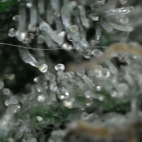 GG 1# growlog photo: Análise de Tricomas / início da secagem de 10 Dias. [Primeiro Dia]