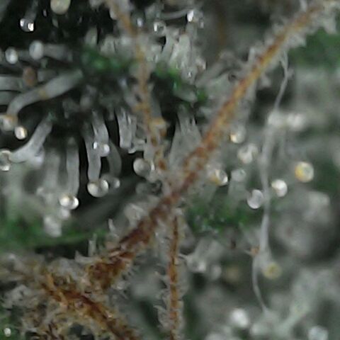 GG 1# growlog photo: Análise de Tricomas / início da secagem de 10 Dias. [Primeiro Dia]