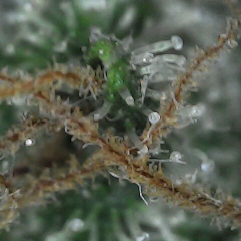 GG 1# growlog photo: Análise de Tricomas / início da secagem de 10 Dias. [Primeiro Dia]