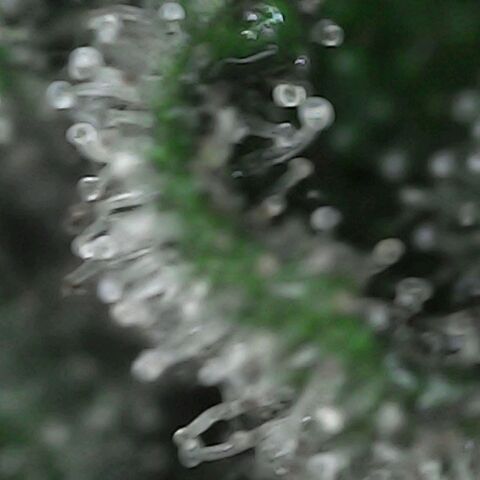 GG 1# growlog photo: Análise de Tricomas / início da secagem de 10 Dias. [Primeiro Dia]