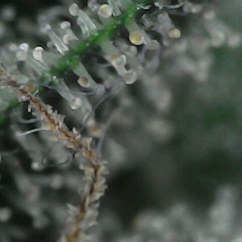 GG 1# growlog photo: Análise de Tricomas / início da secagem de 10 Dias. [Primeiro Dia]