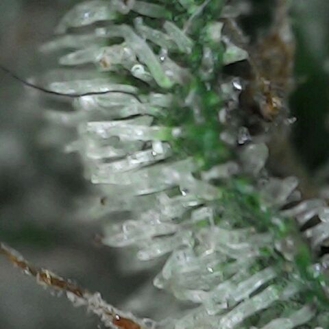 GG 1# growlog photo: Análise de Tricomas / início da secagem de 10 Dias. [Primeiro Dia]