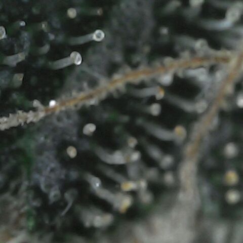GG 1# growlog photo: Análise de Tricomas / início da secagem de 10 Dias. [Primeiro Dia]