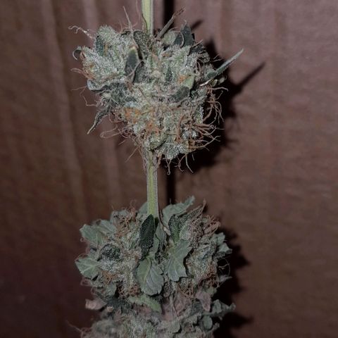 GG 1# growlog photo: 2 Dias secagem.