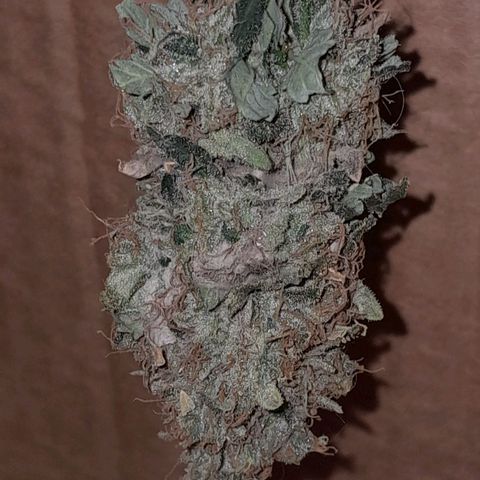 GG 1# growlog photo: 2 Dias secagem.