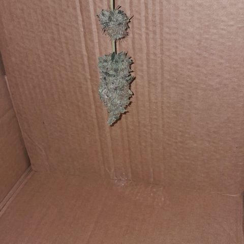 GG 1# growlog photo: 2 Dias secagem.
