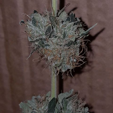 GG 1# growlog photo: 2 Dias secagem.