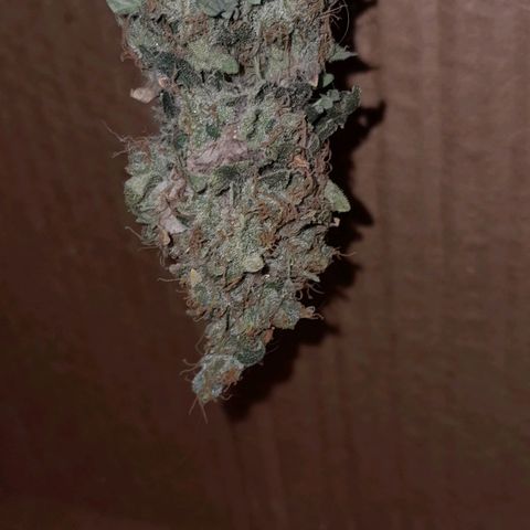 GG 1# growlog photo: 2 Dias secagem.