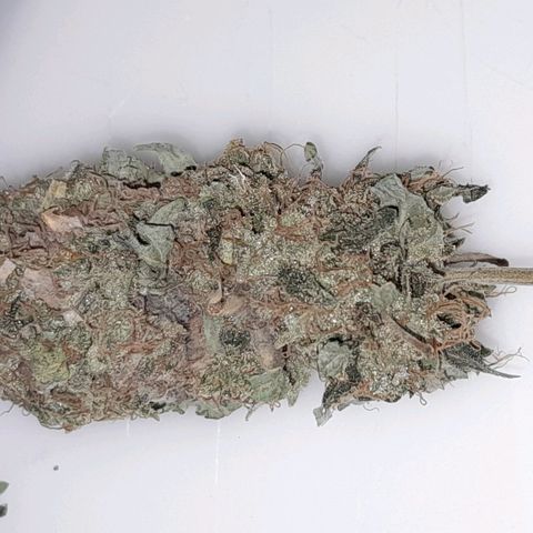 GG 1# growlog photo: 5 Dias de Secagem.
