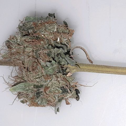 GG 1# growlog photo: 5 Dias de Secagem.
