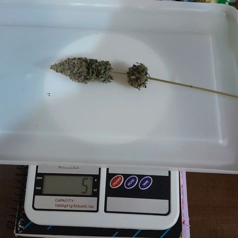 GG 1# growlog photo: 5 Dias de Secagem.