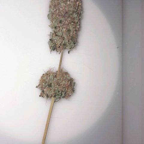 GG 1# growlog photo: 5 Dias de Secagem.