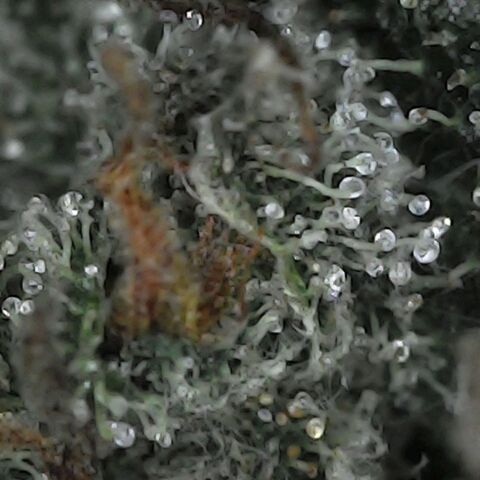GG 1# growlog photo: Análise de Tricomas / 5 Dias de Secagem.