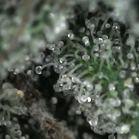 GG 1# growlog photo: Análise de Tricomas / 5 Dias de Secagem.