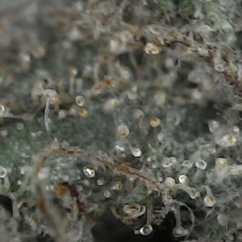 GG 1# growlog photo: Análise de Tricomas / 5 Dias de Secagem.