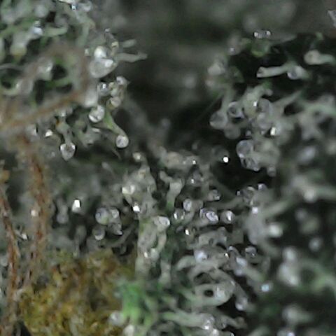 GG 1# growlog photo: Análise de Tricomas / 5 Dias de Secagem.