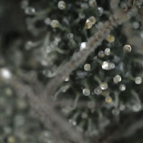 GG 1# growlog photo: Análise de Tricomas / 5 Dias de Secagem.