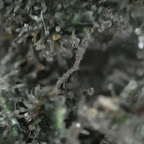 GG 1# growlog photo: Análise de Tricomas / 5 Dias de Secagem.