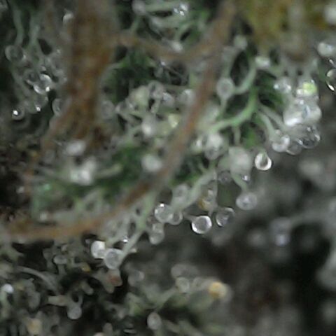 GG 1# growlog photo: Análise de Tricomas / 5 Dias de Secagem.