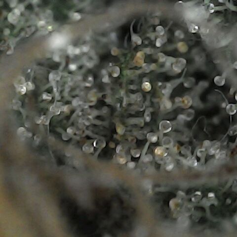 GG 1# growlog photo: Análise de Tricomas / 5 Dias de Secagem.