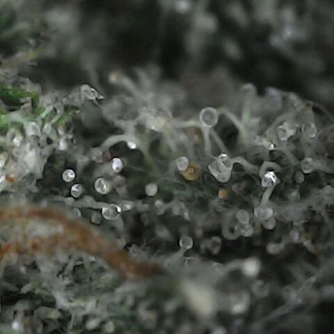 GG 1# growlog photo: Análise de Tricomas / 5 Dias de Secagem.
