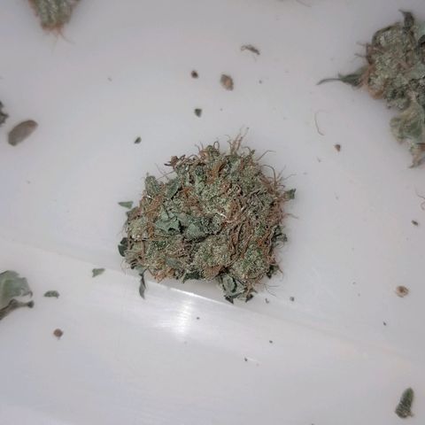 GG 1# growlog photo: Início da Cura de 4 Semanas 