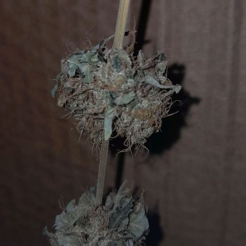 GG 1# growlog photo: Início da Cura de 4 Semanas 