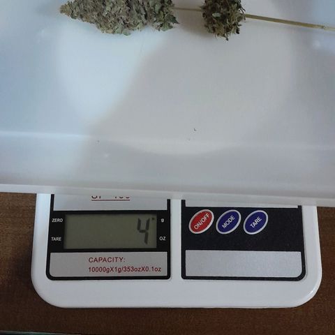 GG 1# growlog photo: Início da Cura de 4 Semanas 