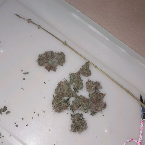 GG 1# growlog photo: Início da Cura de 4 Semanas 