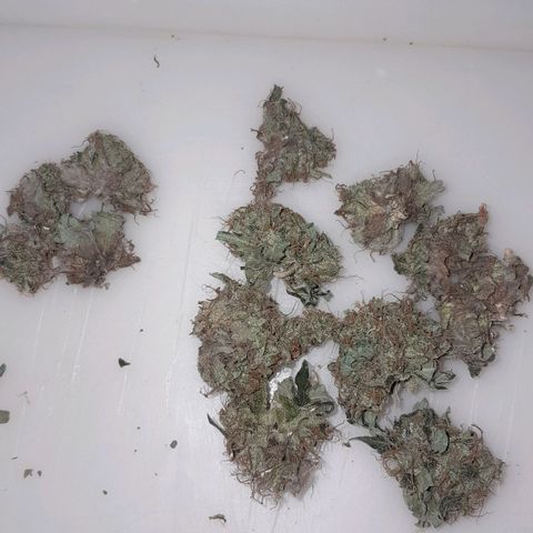 GG 1# growlog photo: Início da Cura de 4 Semanas 
