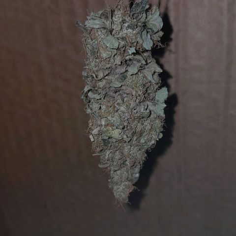 GG 1# growlog photo: Início da Cura de 4 Semanas 
