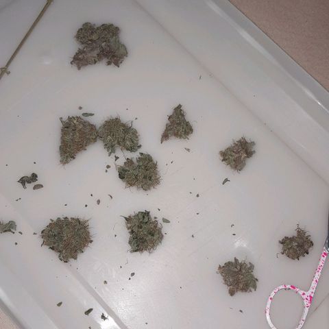 GG 1# growlog photo: Início da Cura de 4 Semanas 