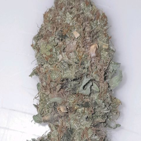 GG 1# growlog photo: Início da Cura de 4 Semanas 