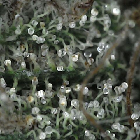 GG 1# growlog photo: Análise de Tricomas / Início da Cura.