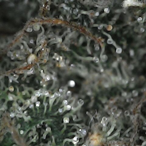 GG 1# growlog photo: Análise de Tricomas / Início da Cura.
